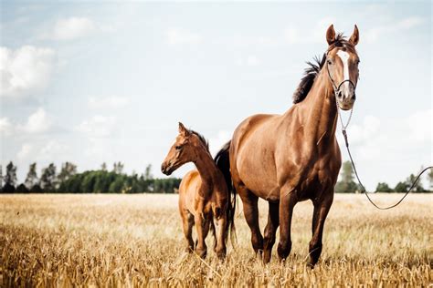 馬年出生的人|屬馬今年幾歲？2024屬馬生肖年齡對照表！屬馬性格特質